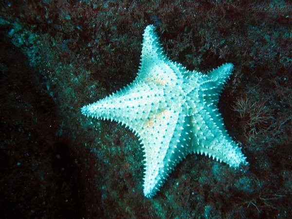 Морская звезда поедает анчоуса