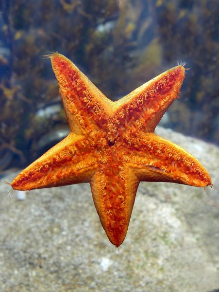 Разноцветные морские звезды