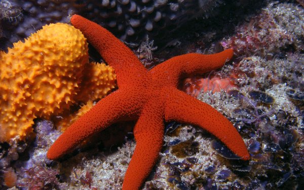 Lunckia Columbiae