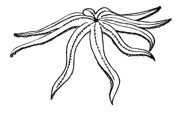 Морская звезда раскраска