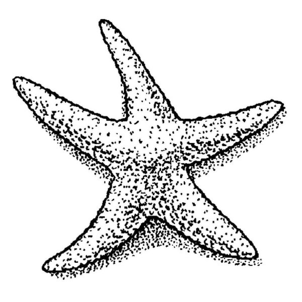 Разукрашка для детей морская звезда