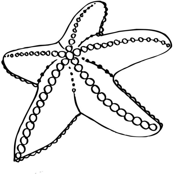 Морская звезда раскраска
