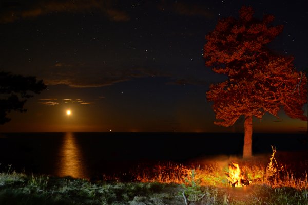 Лес костер Луна