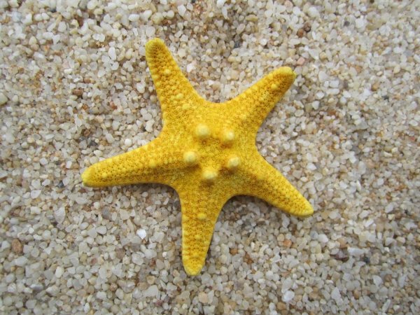Морская звезда очень красивая