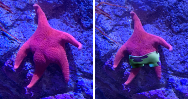 Морская звезда в море