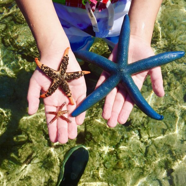 Морская звезда