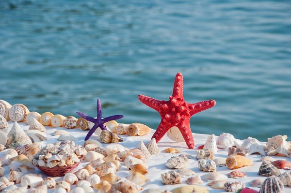 В поисках Немо морская звезда