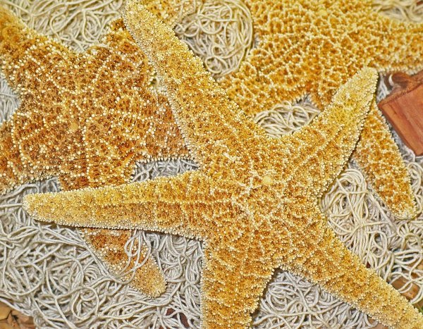 Морские звёзды Охотского моря