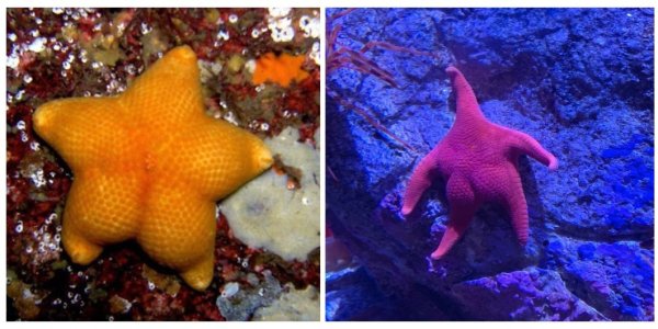 Квадратная морская звезда