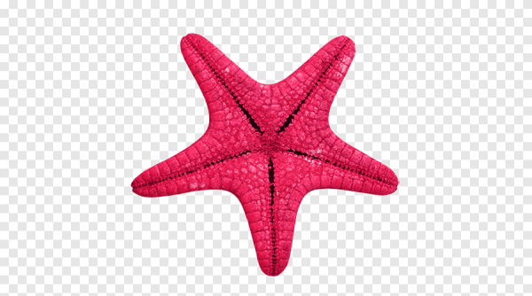 Морская звезда смешная