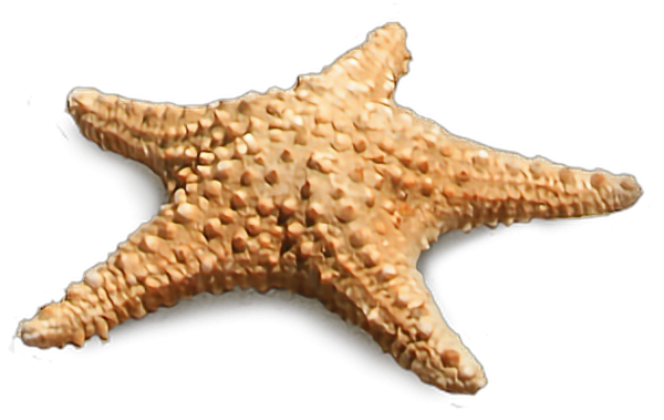 Морская звезда в воде