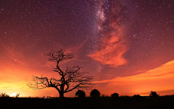 Дерево на закате звезды