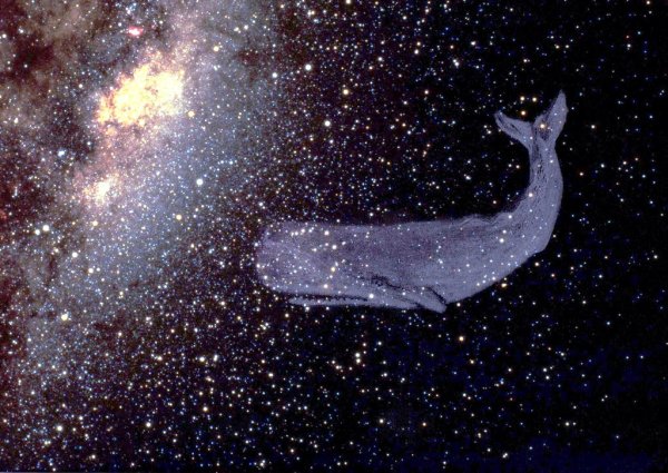 Кит и ночное небо