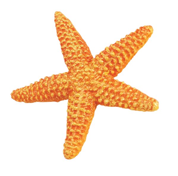 Оранжевая морская звезда