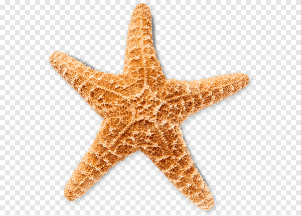 Starfish на белом фоне