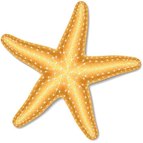Морская звезда вектор