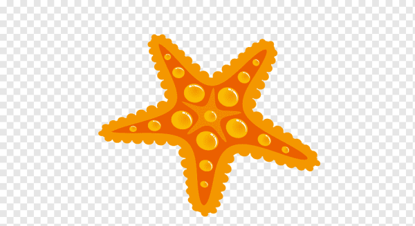 Морская звезда вектор на прозрачном фоне