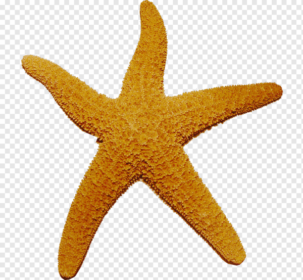 Желтая морская звезда