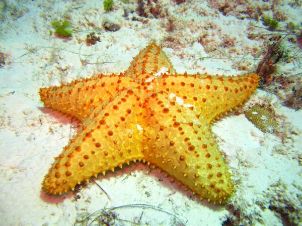 Морская звезда гониактиниды