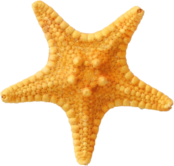 Желтая морская звезда