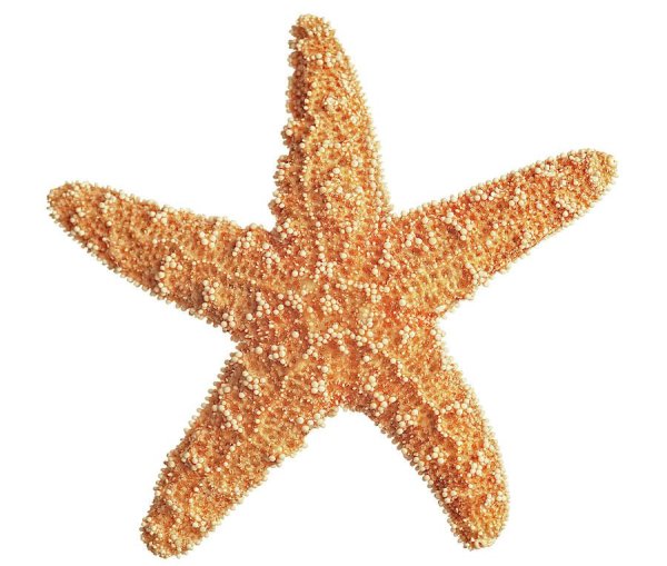 Морская звезда