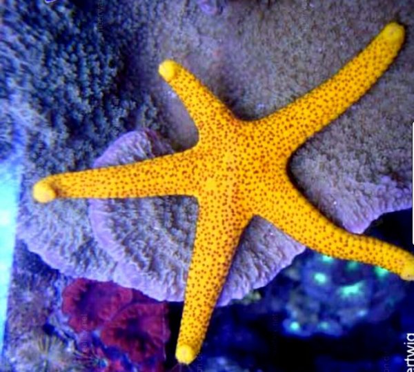 Звезда линкия