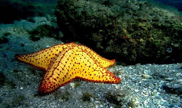 Морские звезды в желтом море