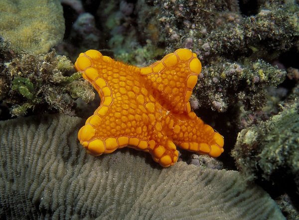Желтая морская звезда