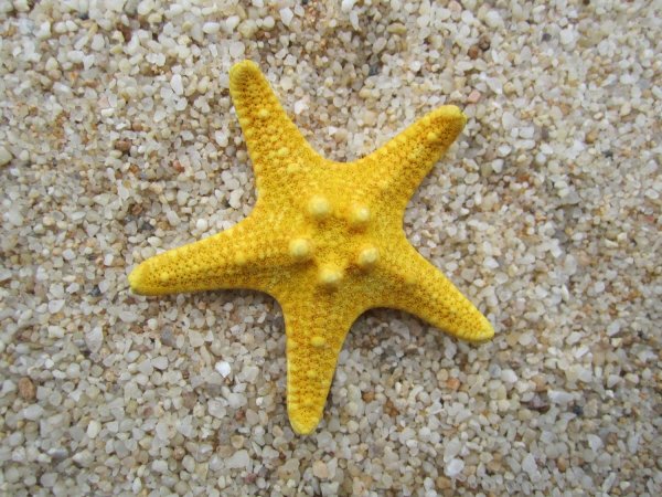 Желтая морская звезда