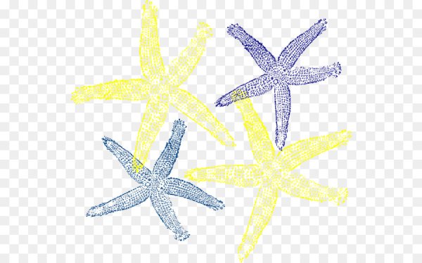 Постер "морская звезда"