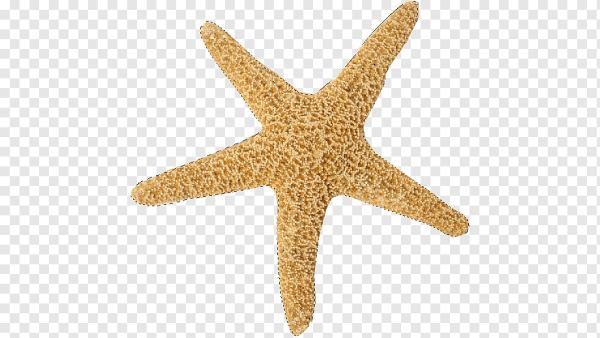 Морская звезда для фотошопа