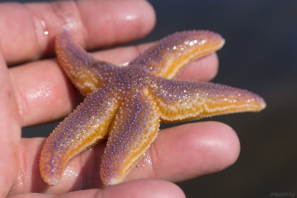 Разноцветные морские звезды