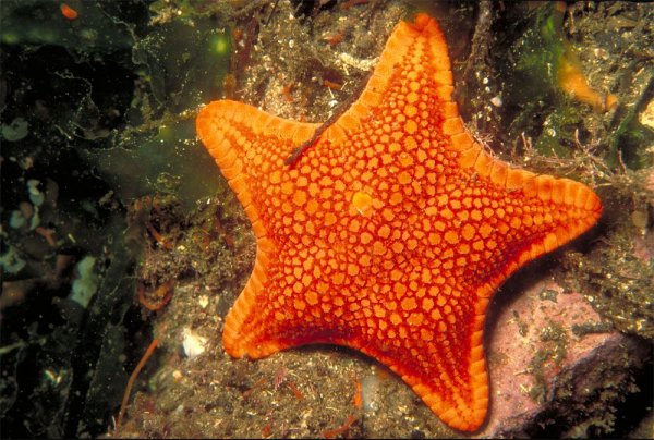 Квадратная морская звезда