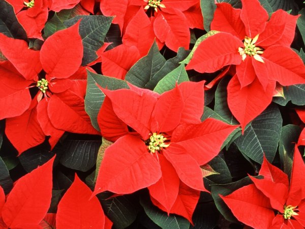 Молочай - пуансеттия (Рождественская звезда)