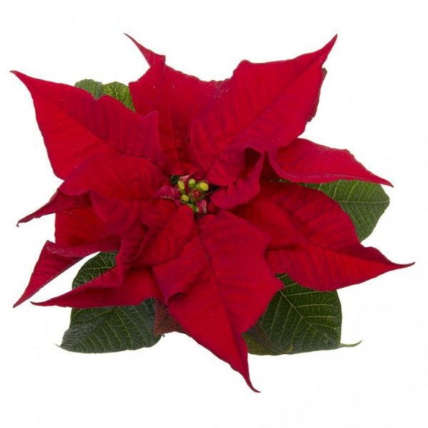 Цветок пуансеттия пуансетия