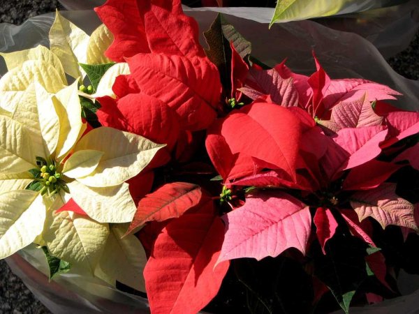 Цикламен пуансеттия