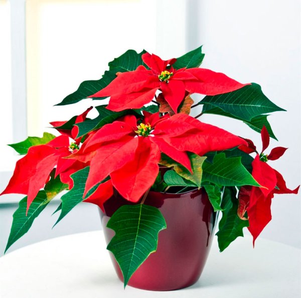 Пуансеттия Вариегата