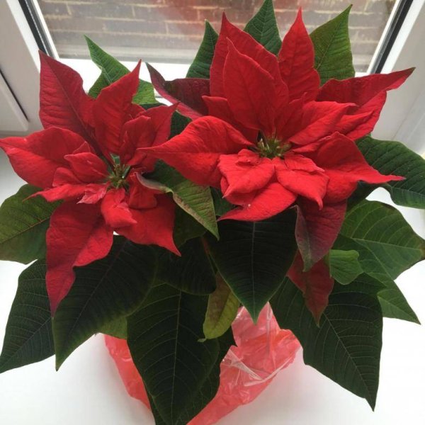Растение Рождественская звезда