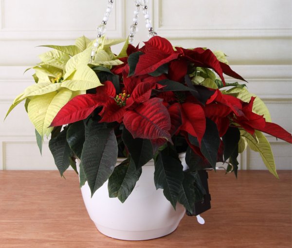Пуансеттия высокая