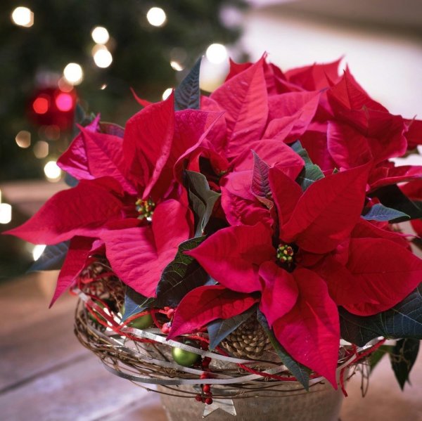 Пуансеттия Рождественская звезда