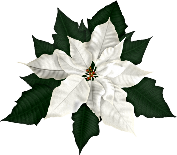 Рождественский цветок пуансетия белый