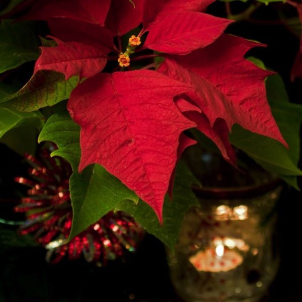 Пуансеттия Рождественская