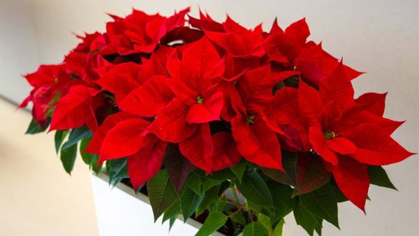 Пуансетиум лисахвостый