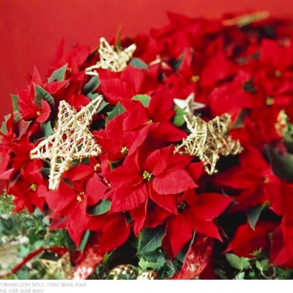 Цветок Вифлеемская Рождественская звезда