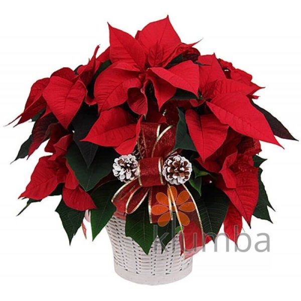 Пуансеттия цветок живой