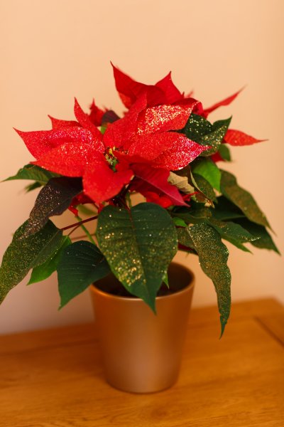 Эуфорбия пуансеттия