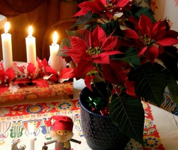 Пуансеттия Рождество
