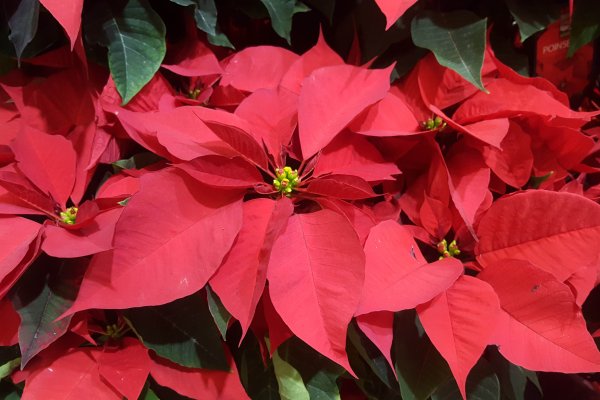 Цветок Александрийская звезда