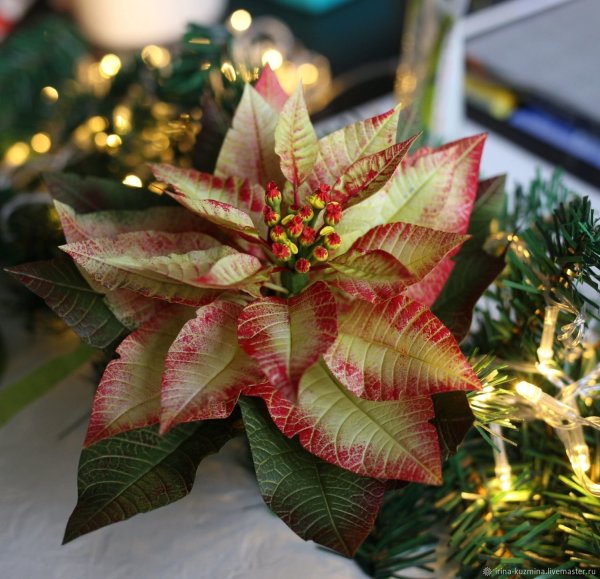 Пуансеттия Вариегата