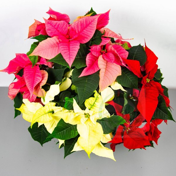 Молочай пуансеттия